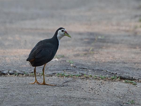 <h3><a href="/trips/srilanka/biota/animalia/chordata/aves/023 gruiformes/003 rallidae/amaurornis phoenicurus/amaurornis phoenicurus-en.html">Amaurornis&nbsp;phoenicurus</a> / White‑breasted&nbsp;waterhen / Witborstwaterhoen</h3>NIKON D500 with AF-S Nikkor 80-400mm f/4.5-5.6G ED VR, 1/500 sec at F5.6, ISO 400, distance 26.6&nbsp;m